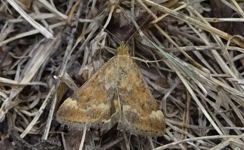 Pyrausta despicata - Crambidae